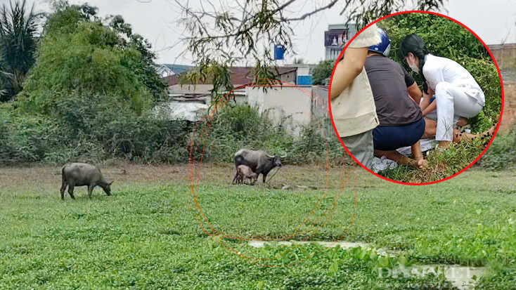 Trâu cái húc hai người đàn ông và người đàn ông bị trâu húc đang được sơ cứu tại hiện trường (ảnh nhỏ). Ảnh: Dân Việt Trâu cái húc hai người đàn ông và người đàn ông bị trâu húc đang được sơ cứu tại hiện trường (ảnh nhỏ). Ảnh: Dân Việt