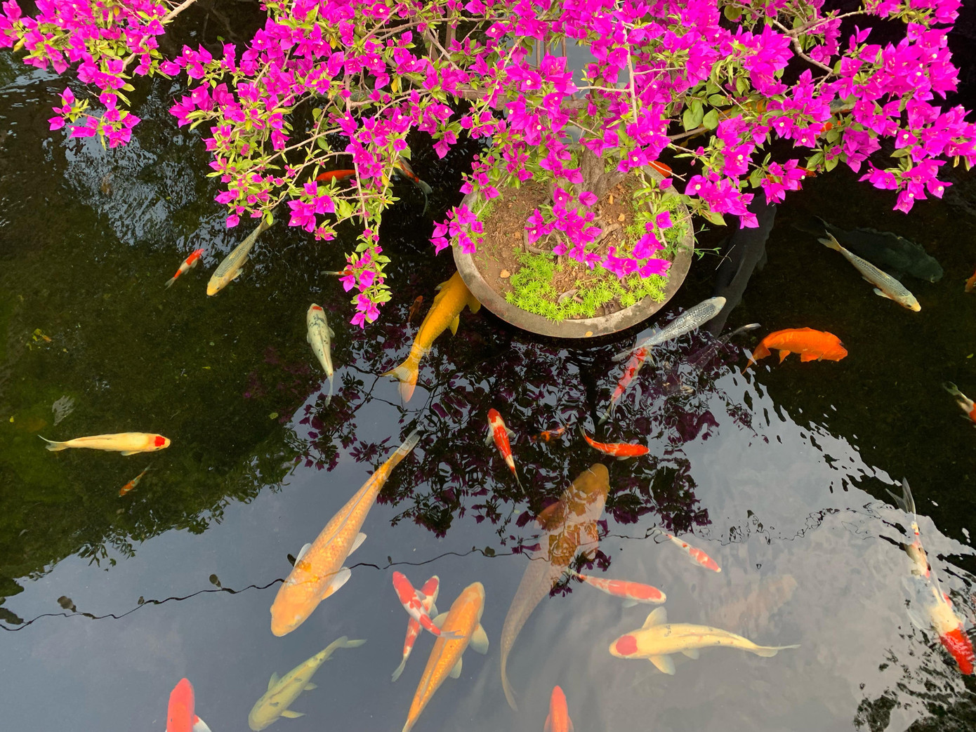 Khu vườn là nơi gia chủ dành nhiều tâm huyết nhất, đầu tư công sức và thời gian để hoàn thiện từng chi tiết