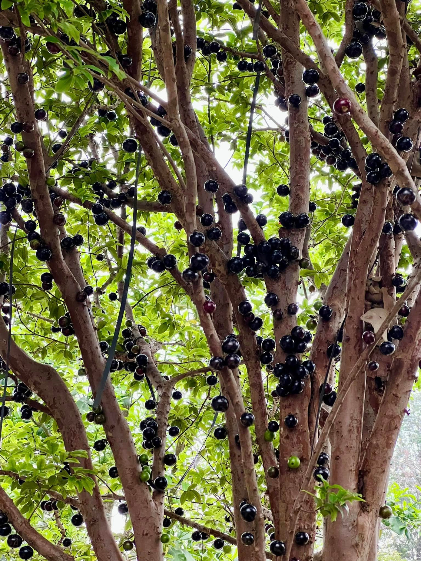 Chị Mai thu hoạch thành quả từ cây nho thân gỗ