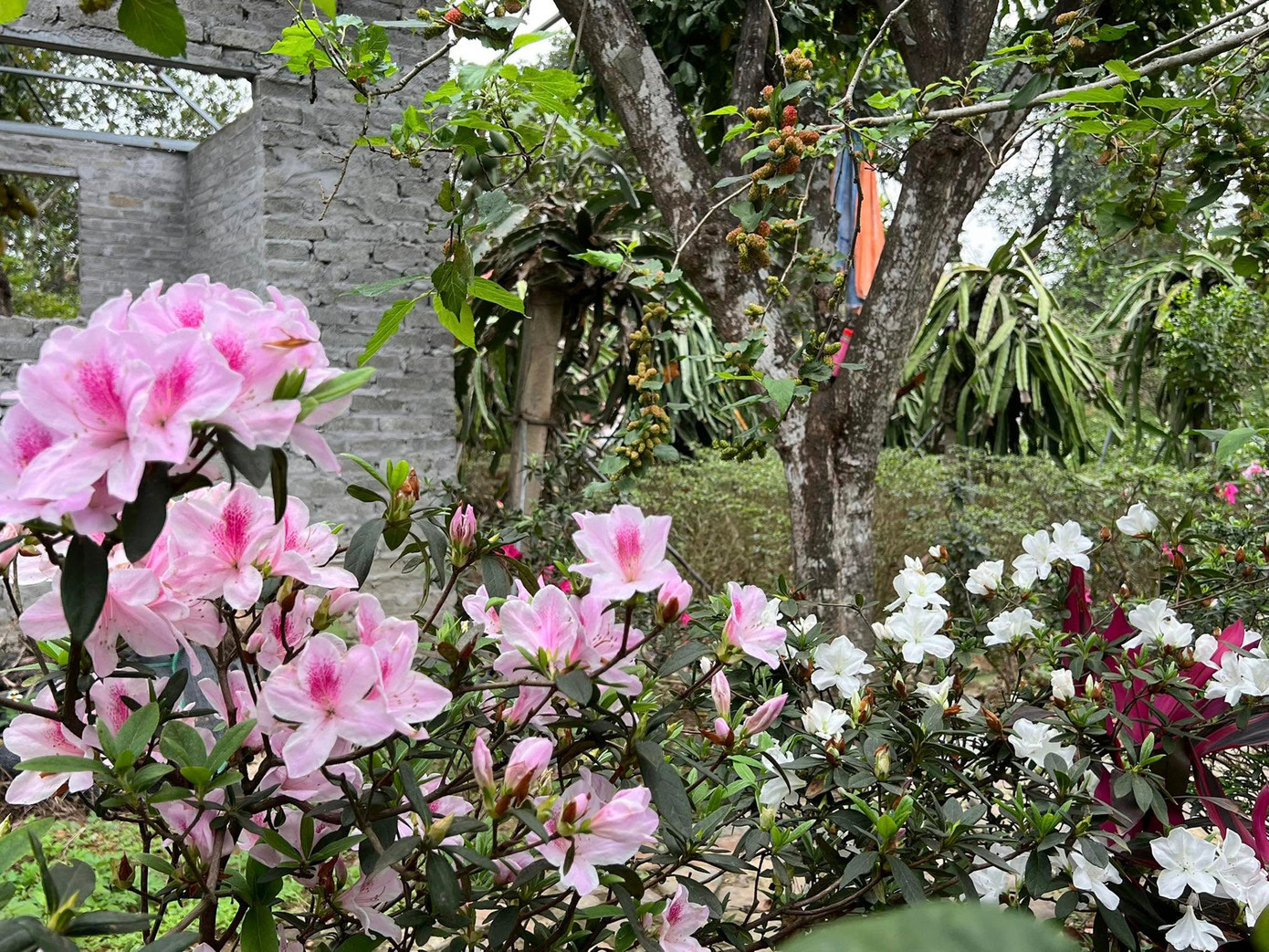 Khu vườn là nơi gia chủ dành nhiều tâm huyết nhất, đầu tư công sức và thời gian để hoàn thiện từng chi tiết