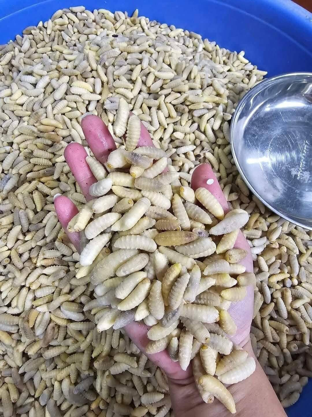 Việc sơ chế nhộng ong đất đòi hỏi tỉ mỉ để đảm bảo giữ được hình dáng và hương vị tự nhiên. Ảnh: Bích Thùy Việc sơ chế nhộng ong đất đòi hỏi tỉ mỉ để đảm bảo giữ được hình dáng và hương vị tự nhiên. Ảnh: Bích Thùy