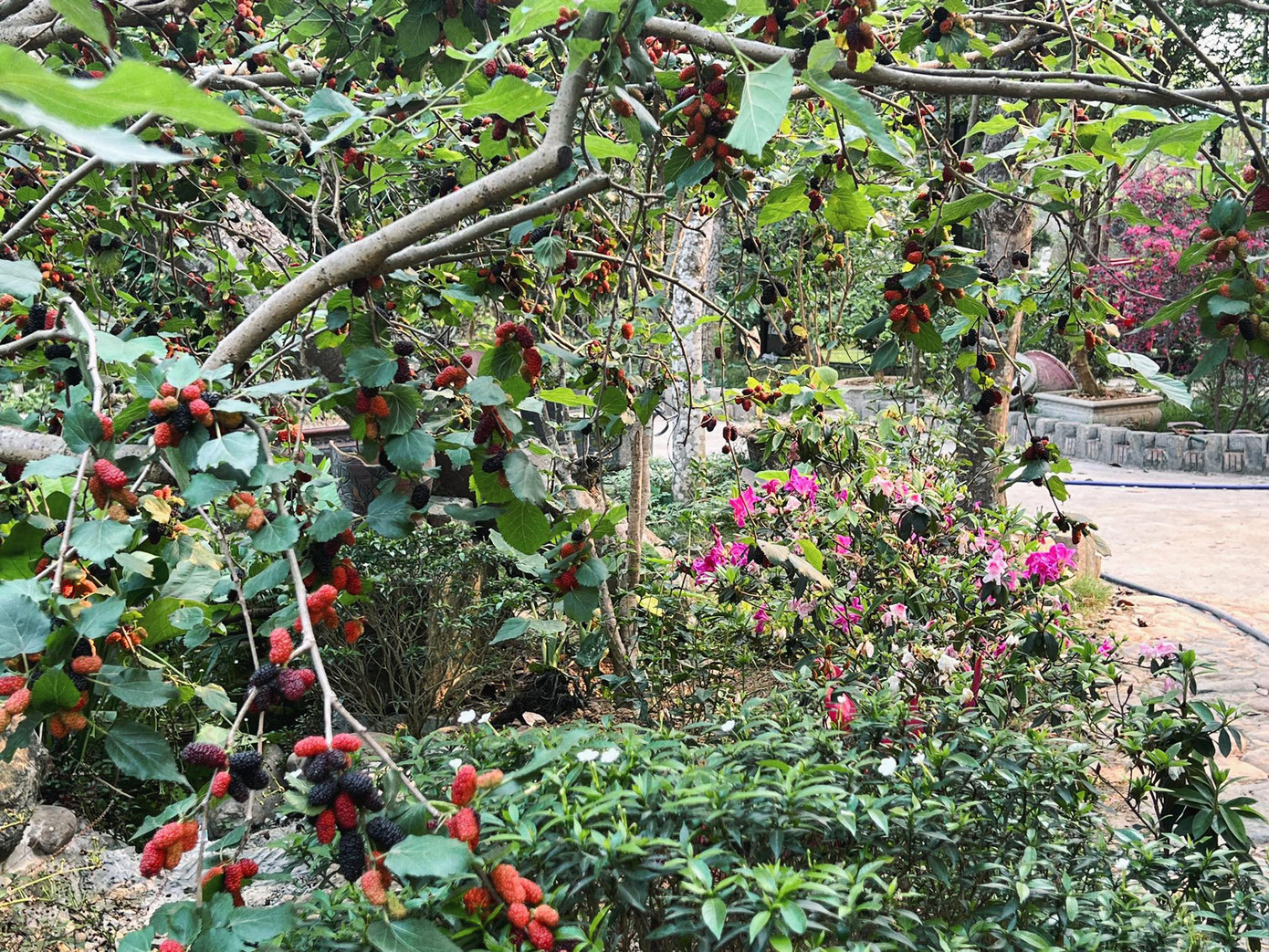 Dâu tằm chín rộ trong khu vườn rộng của gia đình chị Mai ở ngoại ô Hà Nội