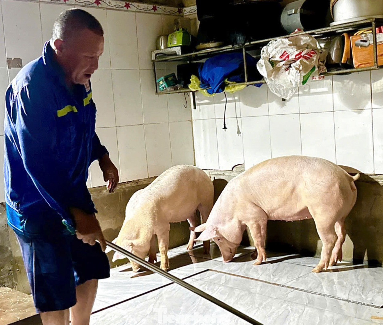 Người dân phải đưa gia súc vào nhà trú tạm khi mưa lũ đổ về nhanh.