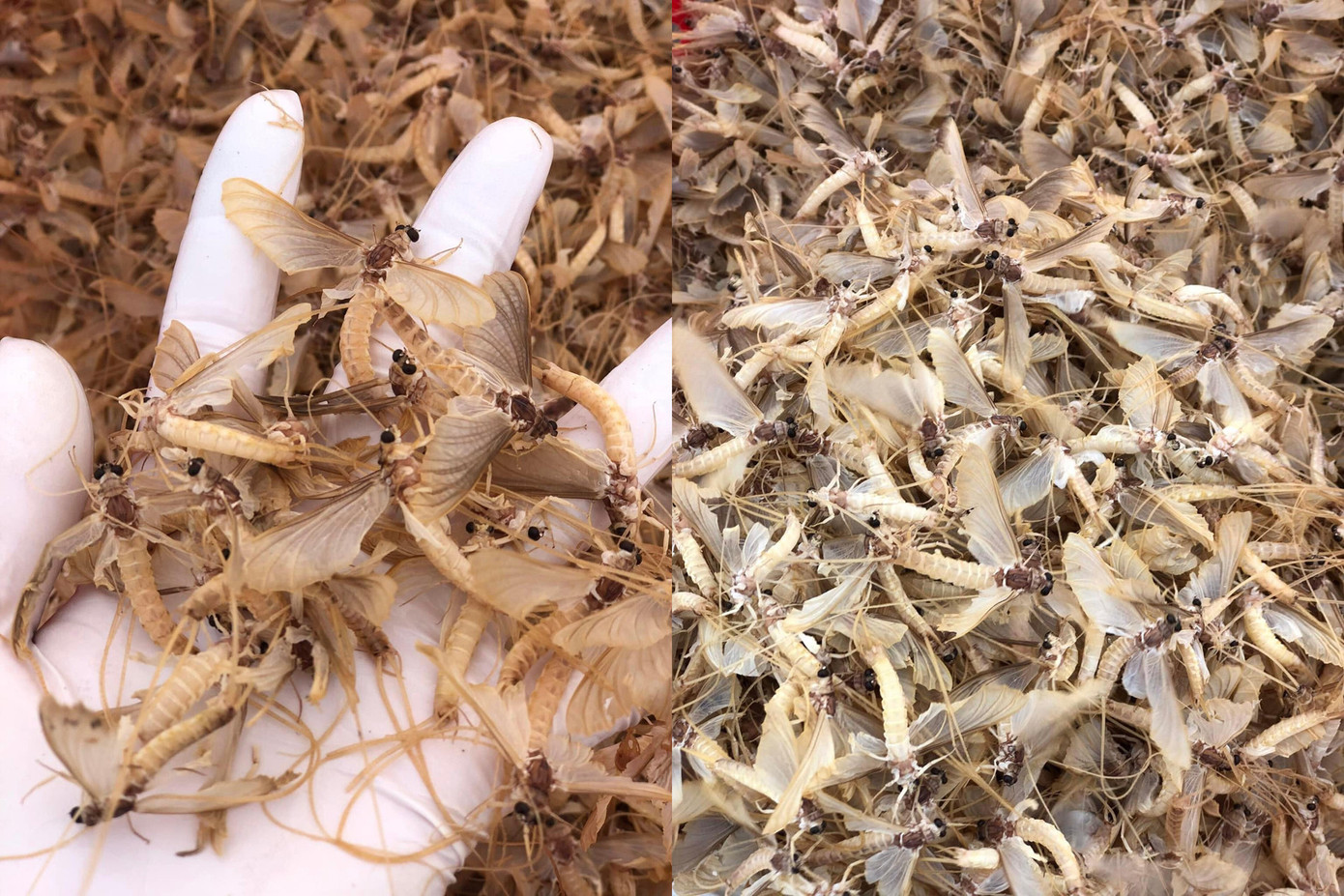 Con vờ được ví như "tôm bay" hay sản vật "trời ban" ở sông Hồng, được khai thác làm thực phẩm suốt nhiều năm nay. Ảnh: Ngọc Phúng Phính Con vờ được ví như "tôm bay" hay sản vật "trời ban" ở sông Hồng, được khai thác làm thực phẩm suốt nhiều năm nay. Ảnh: Ngọc Phúng Phính