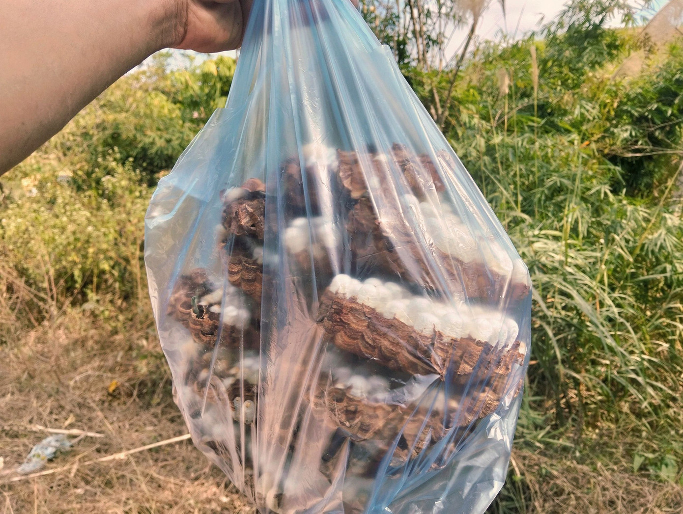 Việc tìm kiếm và thu hoạch nhộng ong đất khá khó khăn nên đặc sản này có giá thành khá cao. Ảnh: Gia Nguyen Việc tìm kiếm và thu hoạch nhộng ong đất khá khó khăn nên đặc sản này có giá thành khá cao. Ảnh: Gia Nguyen