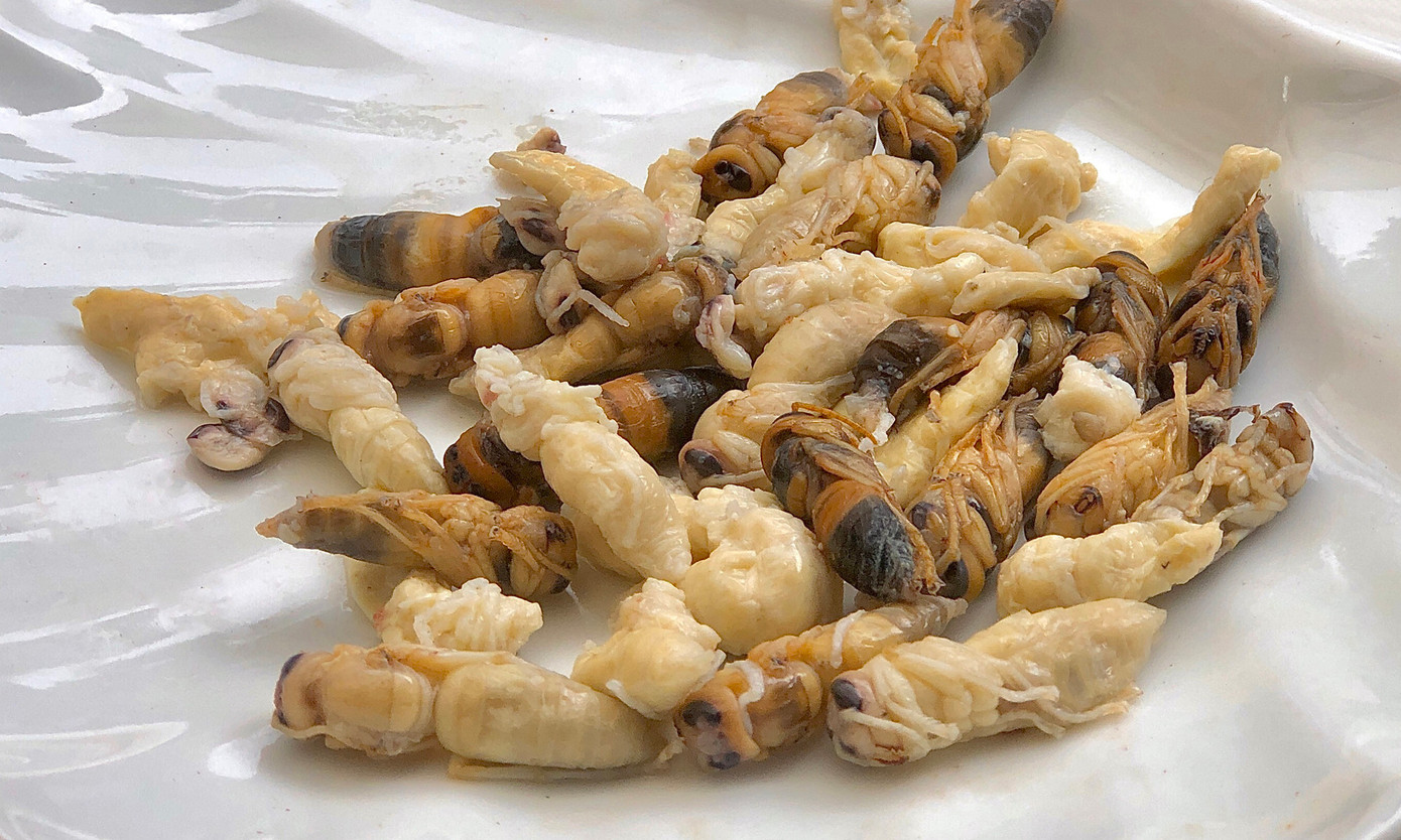 Nhộng ong đất được xem là đặc sản độc đáo ở Tây Bắc. Ảnh: Quỳnh Mai Nhộng ong đất được xem là đặc sản độc đáo ở Tây Bắc. Ảnh: Quỳnh Mai