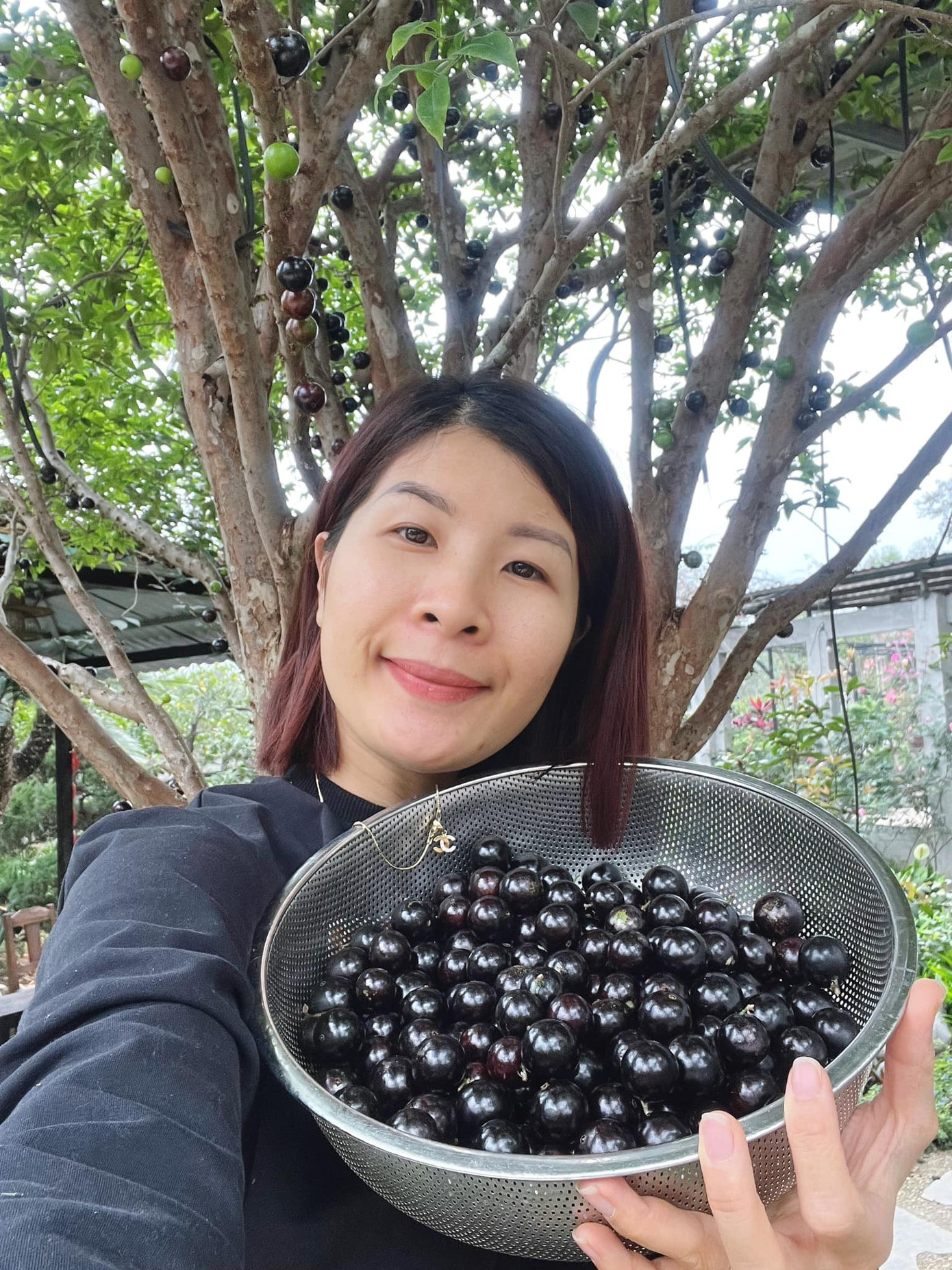 Chị Mai thu hoạch thành quả từ cây nho thân gỗ