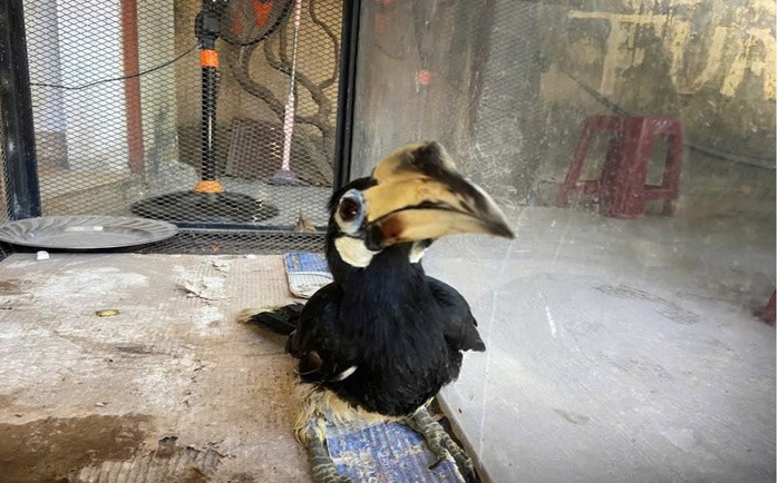 Chim cao cát bụng trắng đã được bàn giao cho lực lượng kiểm lâm Đà Nẵng Chim cao cát bụng trắng đã được bàn giao cho lực lượng kiểm lâm Đà Nẵng