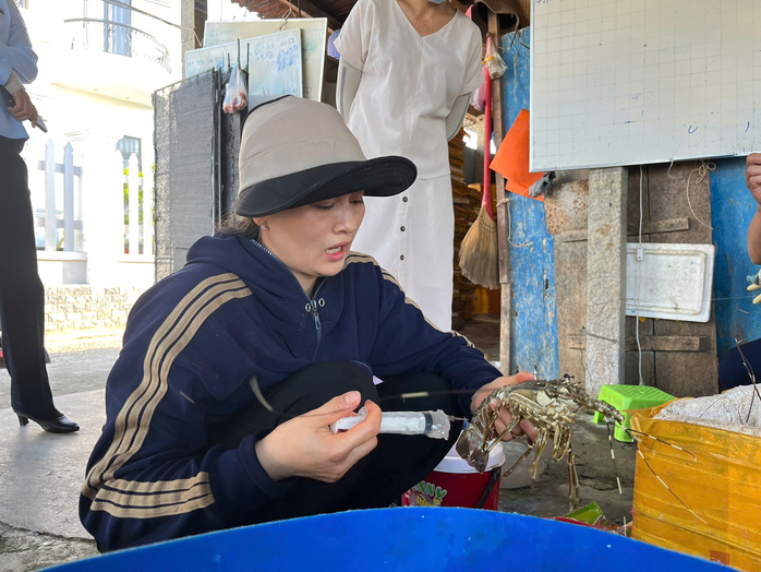 Phát hiện cơ sở bơm thạch rau câu vào tôm hùm chết để bán ra thị trường