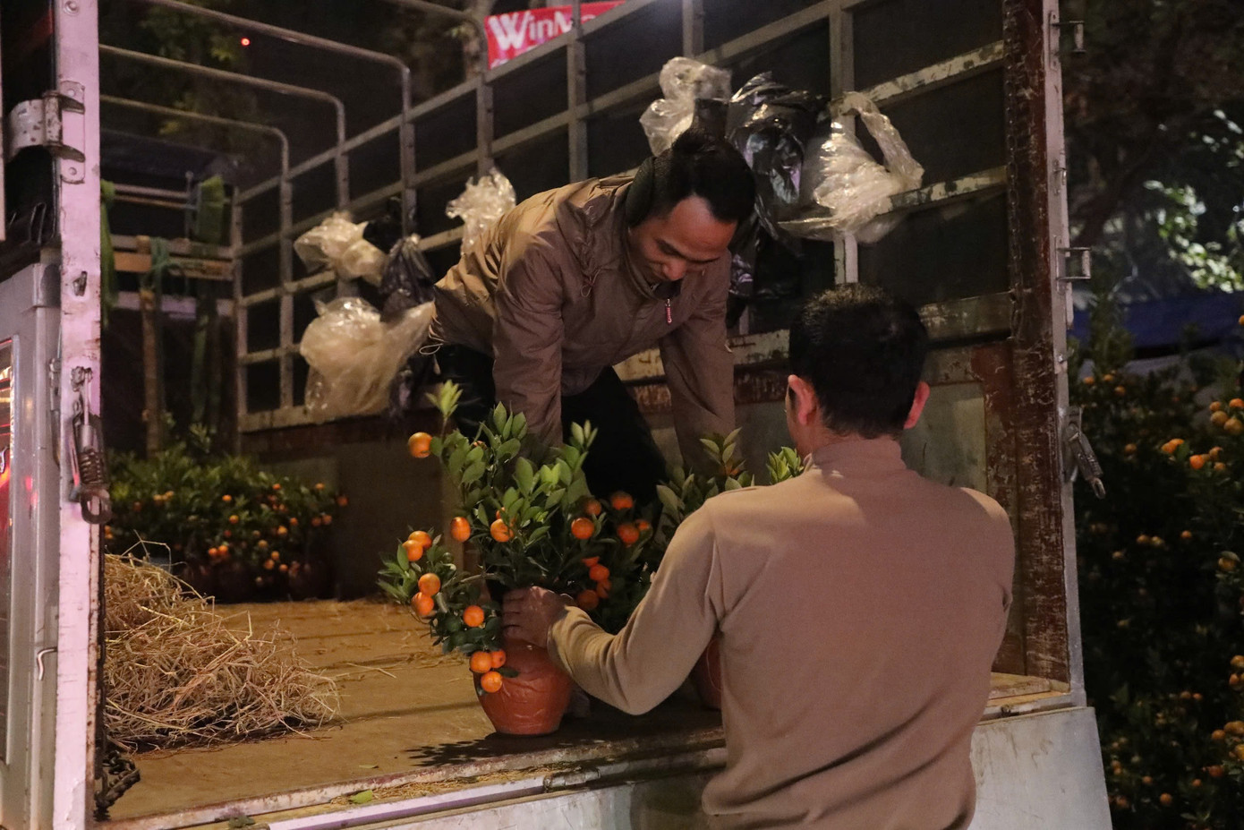 Tiểu thương tại quận Bắc Từ Liêm nhập quất cảnh từ Tứ Liên (Tây Hồ, Hà Nội) vào giữa ban đêm.