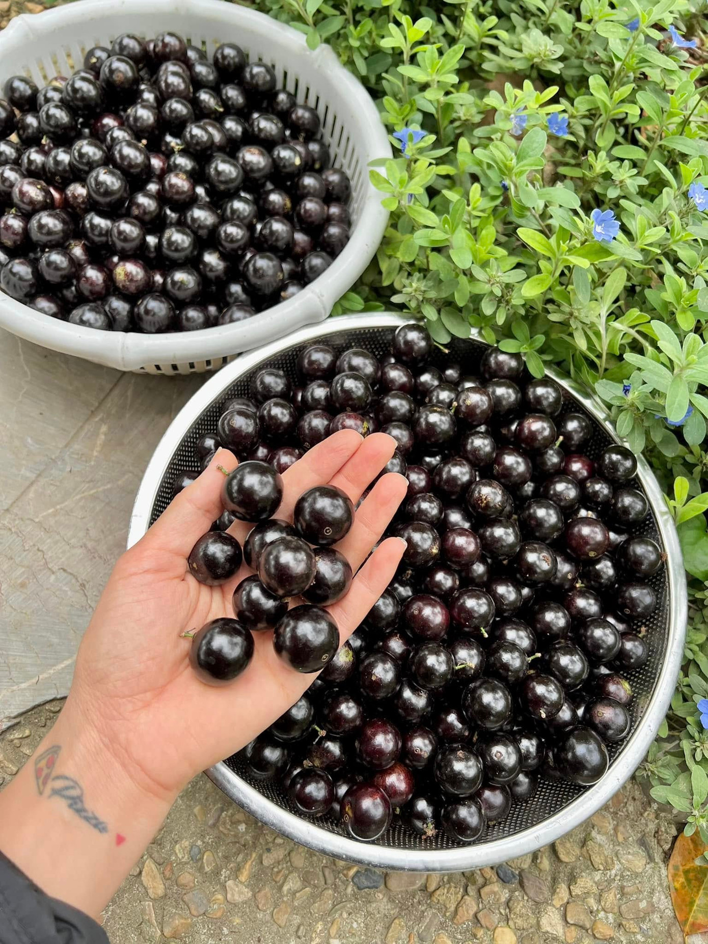 Chị Mai thu hoạch thành quả từ cây nho thân gỗ