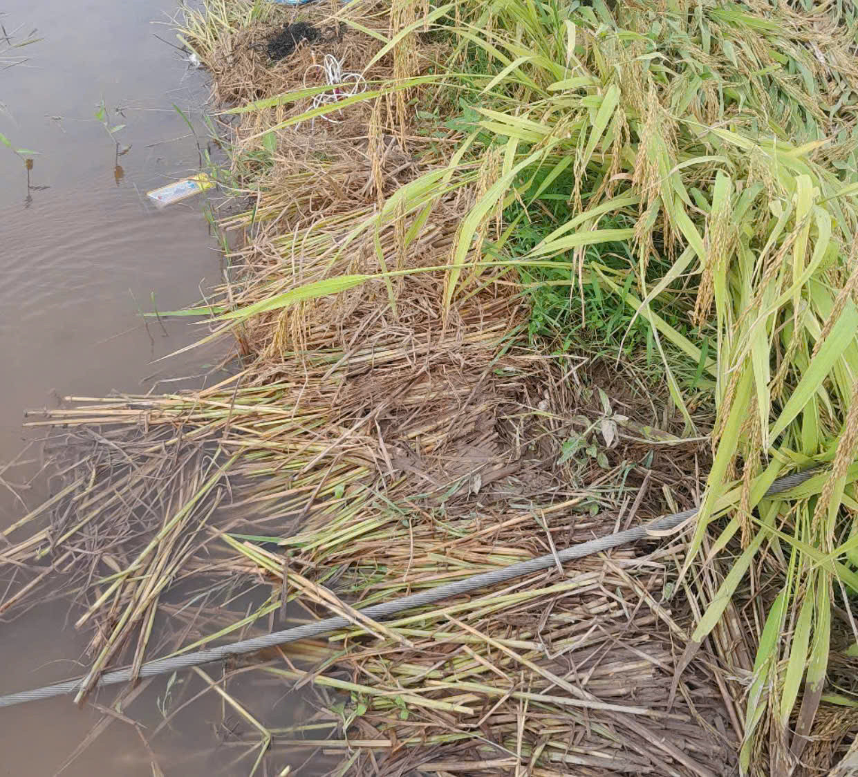 Vị trí nạn nhân tử vong. Vị trí nạn nhân tử vong.