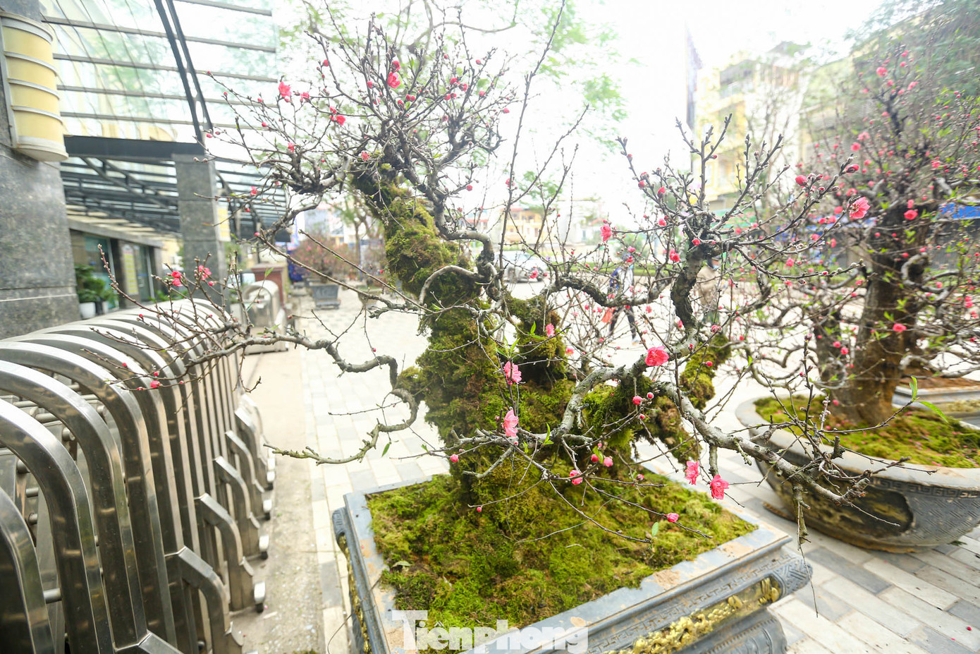 Mỗi gốc đào đều có hình dáng riêng, không giống với những giống đào phai, đào bích hay đào thất thốn.