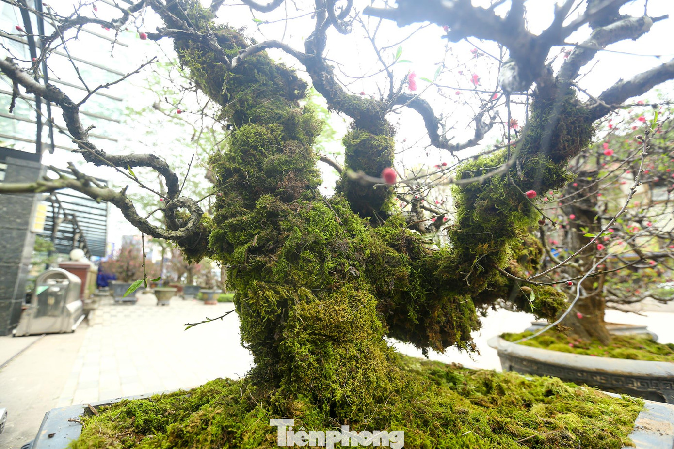 Đặc điểm của loài đào này là thân cây thô xù xì, nụ hoa to, cánh hoa dày nhìn rất bắt mắt.