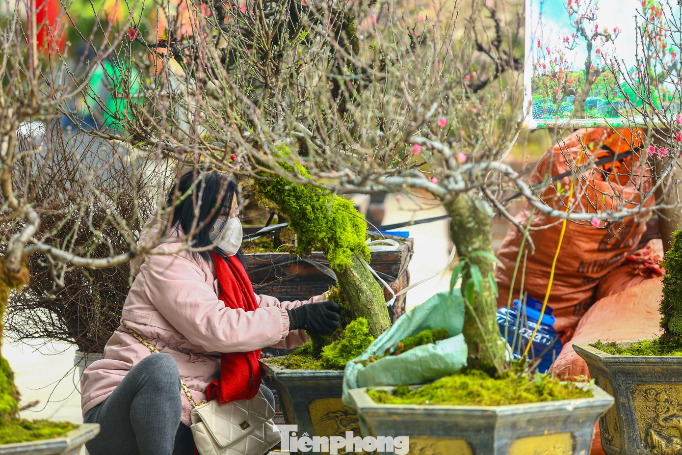 Chị Lan, người bán đào trên phố cho biết, đào cổ phủ rêu đều được nhập từ Lào Cai, có giá trị cao, kén người chơi. Giá của mỗi cây từ 10-20 triệu đồng, có cây lên đến 100 triệu đồng, giá thuê từ 6 - 20 triệu đồng tùy từng độ lớn, độ tuổi, hình dáng của cây.