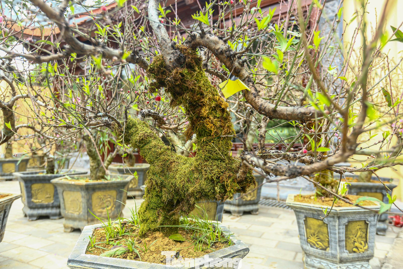 Một gốc đào phủ rêu khủng được rao giá thuê 10 triệu đồng.