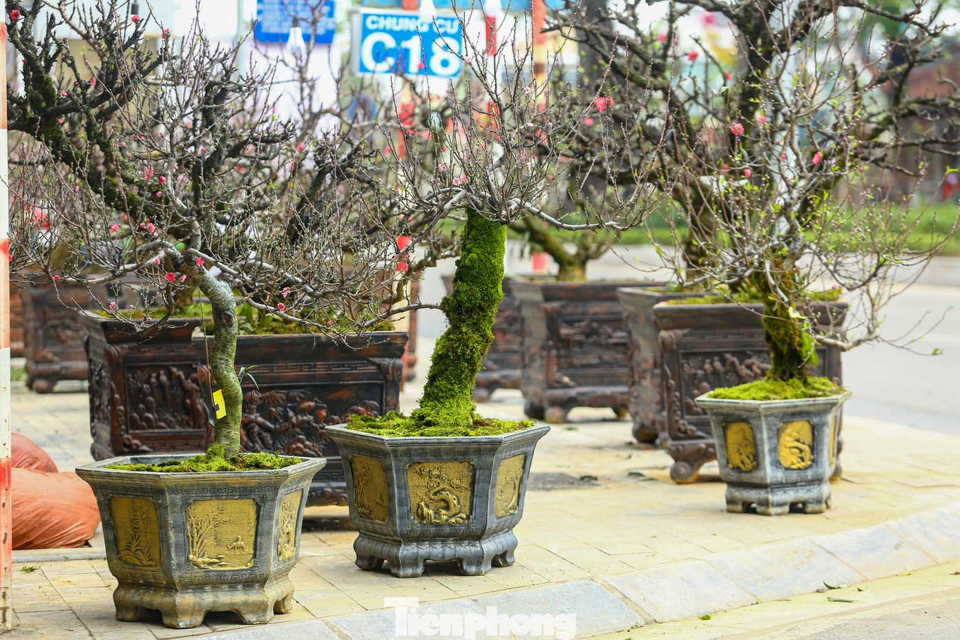 Rêu xanh được cuốn quanh những gốc đào này để tăng thẩm mỹ và độ ẩm cho cây.