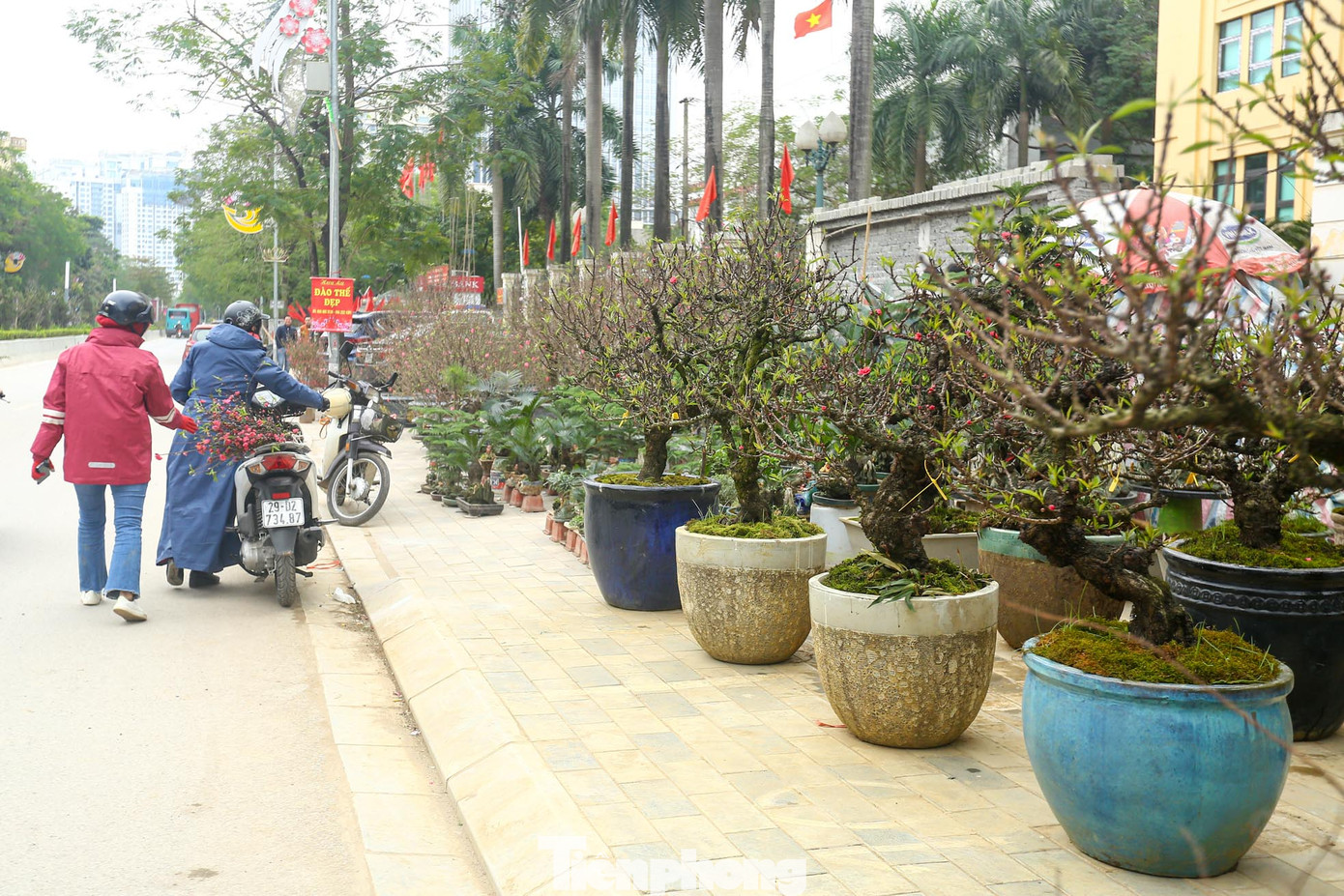 Hàng đào cổ phủ rêu được chào bán trên vỉa hè đường Lạc Long Quân.