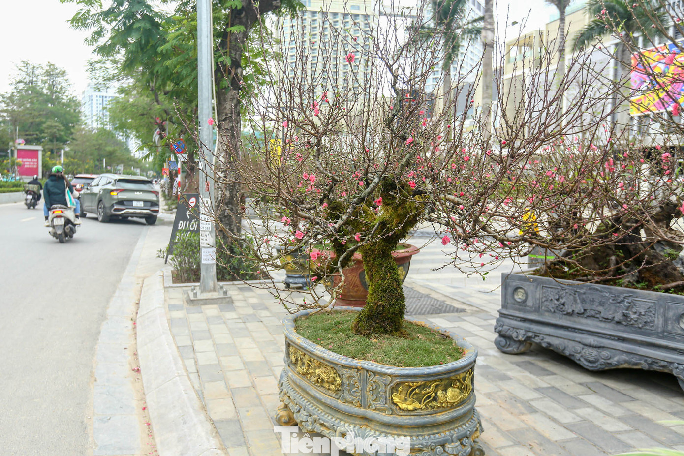 Những cây đào này hiện đang được nhiều người yêu thích lựa chọn bởi mang nét đẹp xù xì, thô mộc mà cứng cỏi của miền sơn cước.