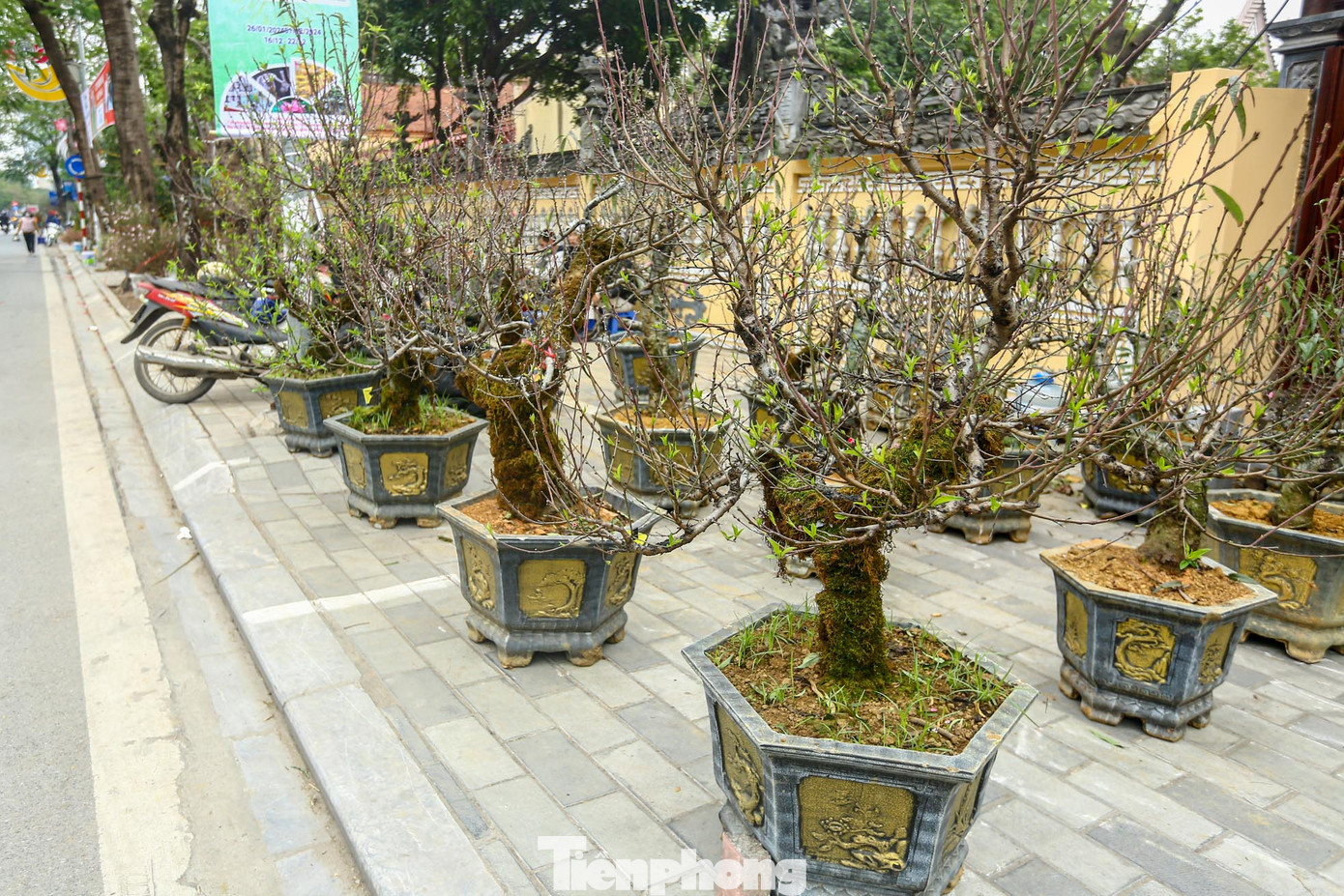 Dọc các tuyến phố Lạc Long Quân, Võ Chí Công, chợ hoa Tây Hồ... bên cạnh những cành đào, cây quất phong phú, đào cổ phủ rêu từ Tây Bắc với giá bạc triệu đang thu hút sự quan tâm của người tiêu dùng.