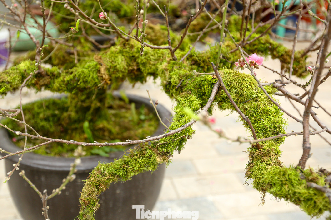 Rêu phải được nuôi từ rất lâu thì mới xanh tốt và bám sâu vào thân cây.