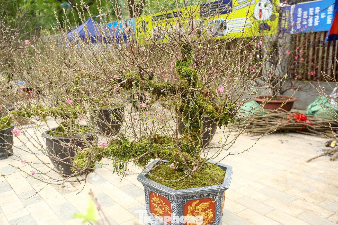 Những gốc đào mang nét đẹp xù xì, thô mộc mà cứng cỏi của miền sơn cước.