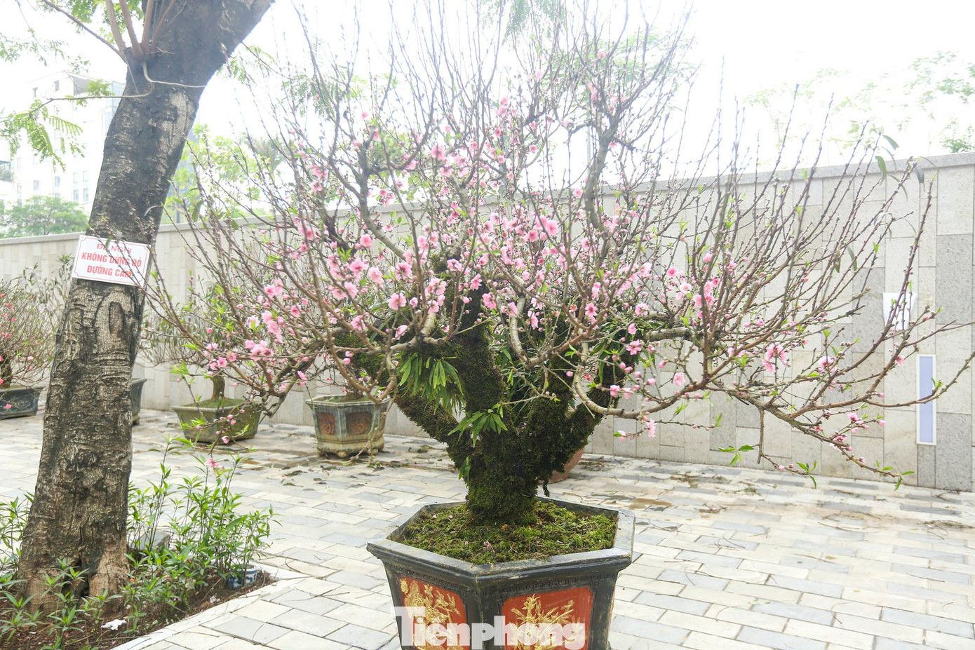 Nhiều cây hoa đã bung nở, tuy nhiên chủ vườn khẳng định loài này hoa giữ được lâu và không phai màu theo ngày.