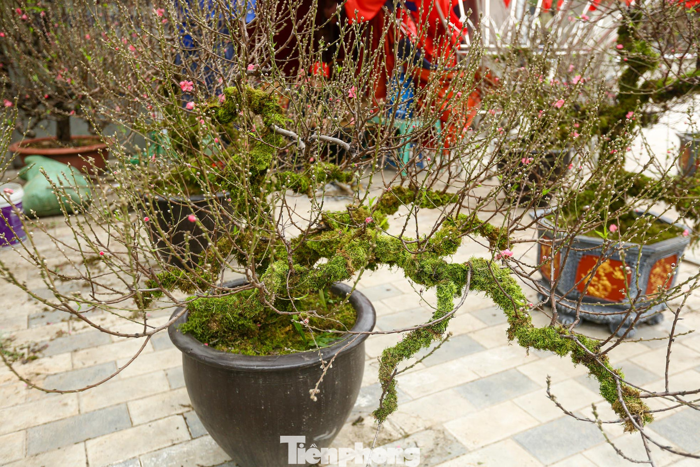 Những mảng rêu bám trên thân cây, vừa làm tăng sự thẩm mỹ lại vừa cung cấp độ ẩm cho cây.