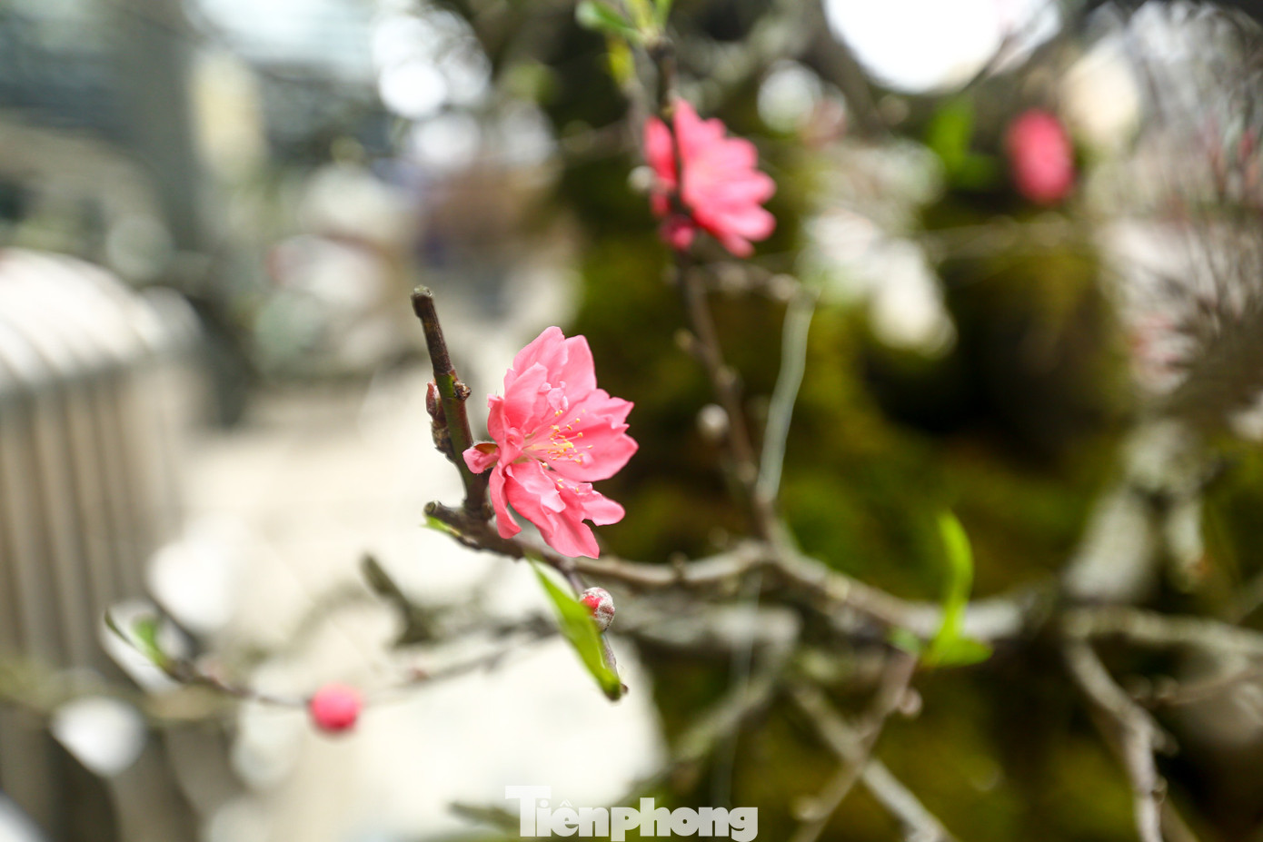 Nụ hoa to, cánh dày màu hồng, lại lâu phai tàn nên rất được nhiều người tiêu dùng ưa chuộng để chơi Tết.