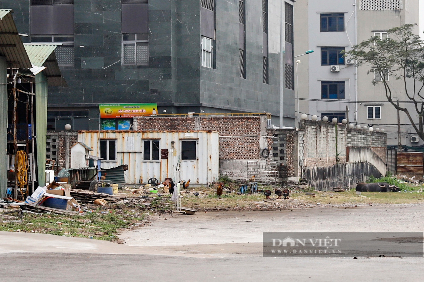 Một phần khác bên trong bãi đất là nơi chăn thả trâu, gà, vịt...