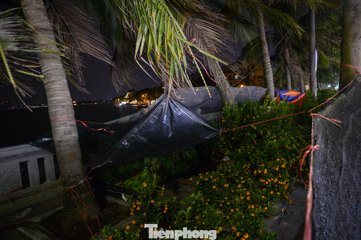 Ngoài giữ cho bản thân dưới cái lạnh cắt da cắt thịt, tiểu thương còn phải bảo vệ chăm sóc cành đào, cây quất trước thời tiết khắc nghiệt của Hà Nội.