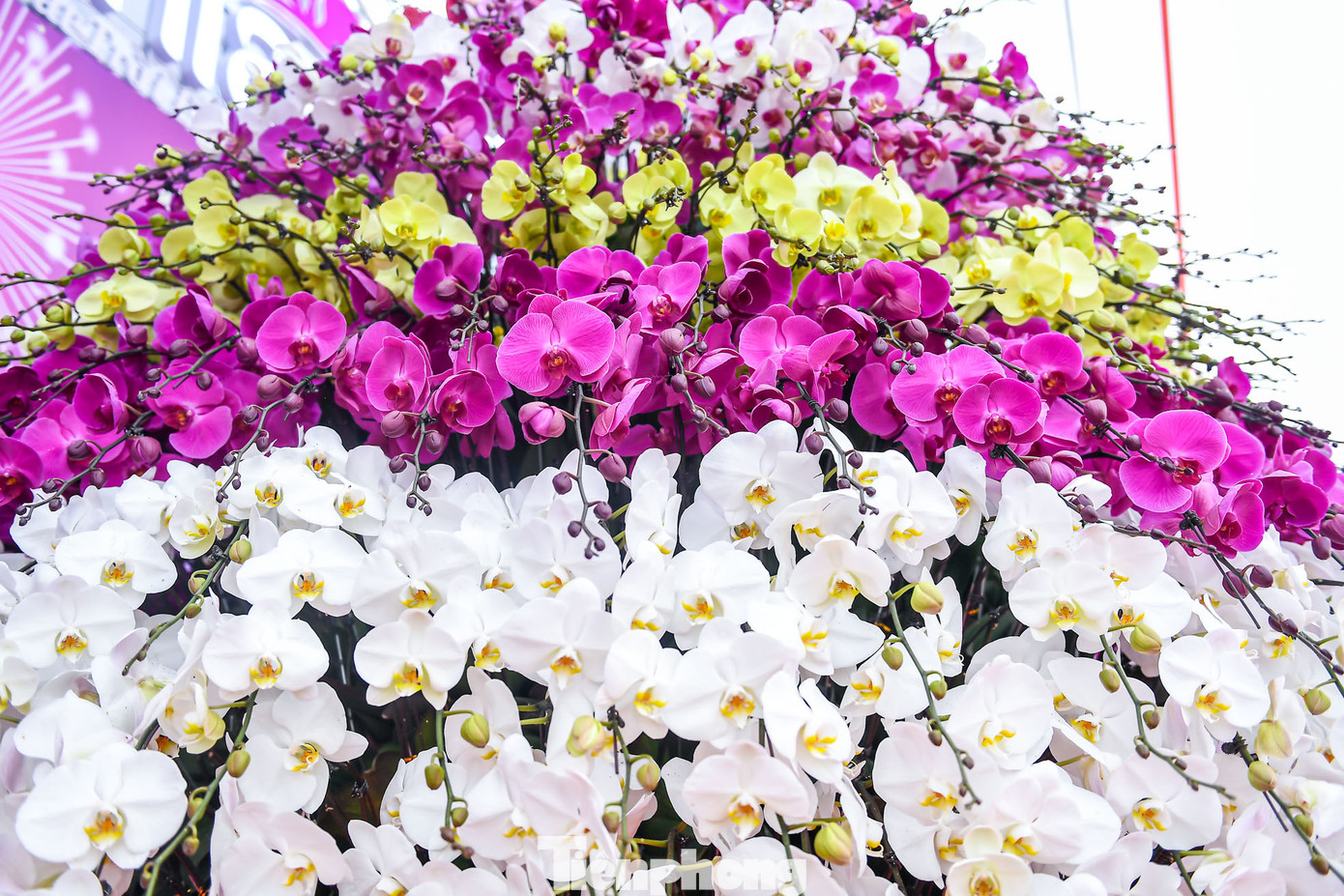 Chậu lan hồ điệp có giá trị hơn 3,8 tỷ này cao khoảng 4m, chiều rộng gần 2m đang được trưng bày tại một gian hàng hoa Tết tại khu vực Mỹ Đình (quận Nam Từ Liêm, Hà Nội). Chậu lan hồ điệp có giá trị hơn 3,8 tỷ này cao khoảng 4m, chiều rộng gần 2m đang được trưng bày tại một gian hàng hoa Tết tại khu vực Mỹ Đình (quận Nam Từ Liêm, Hà Nội).