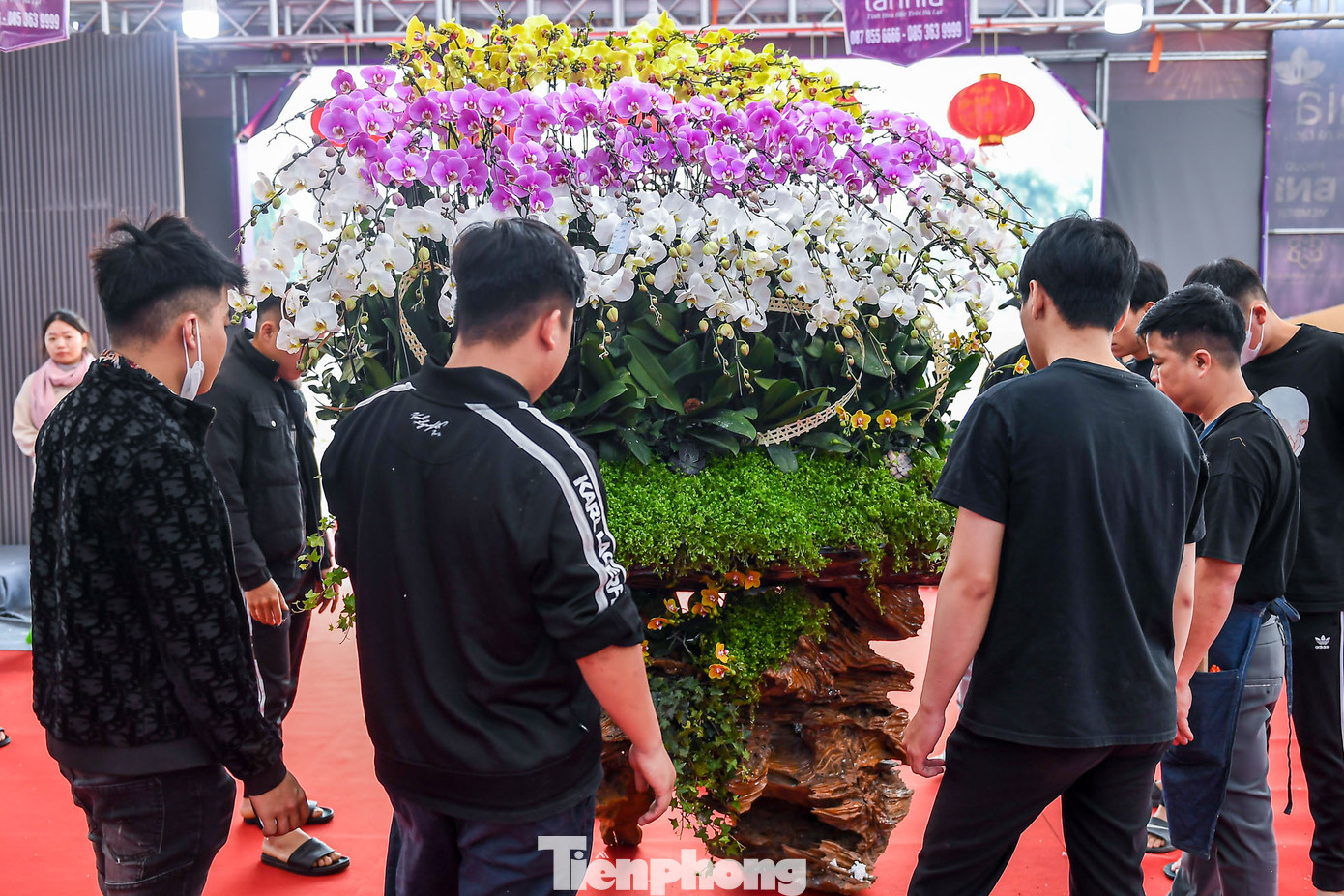 Lan hồ điệp là được nhiều người tiêu dùng săn đón để chưng Tết trong những năm gần đây. Lan hồ điệp là được nhiều người tiêu dùng săn đón để chưng Tết trong những năm gần đây.