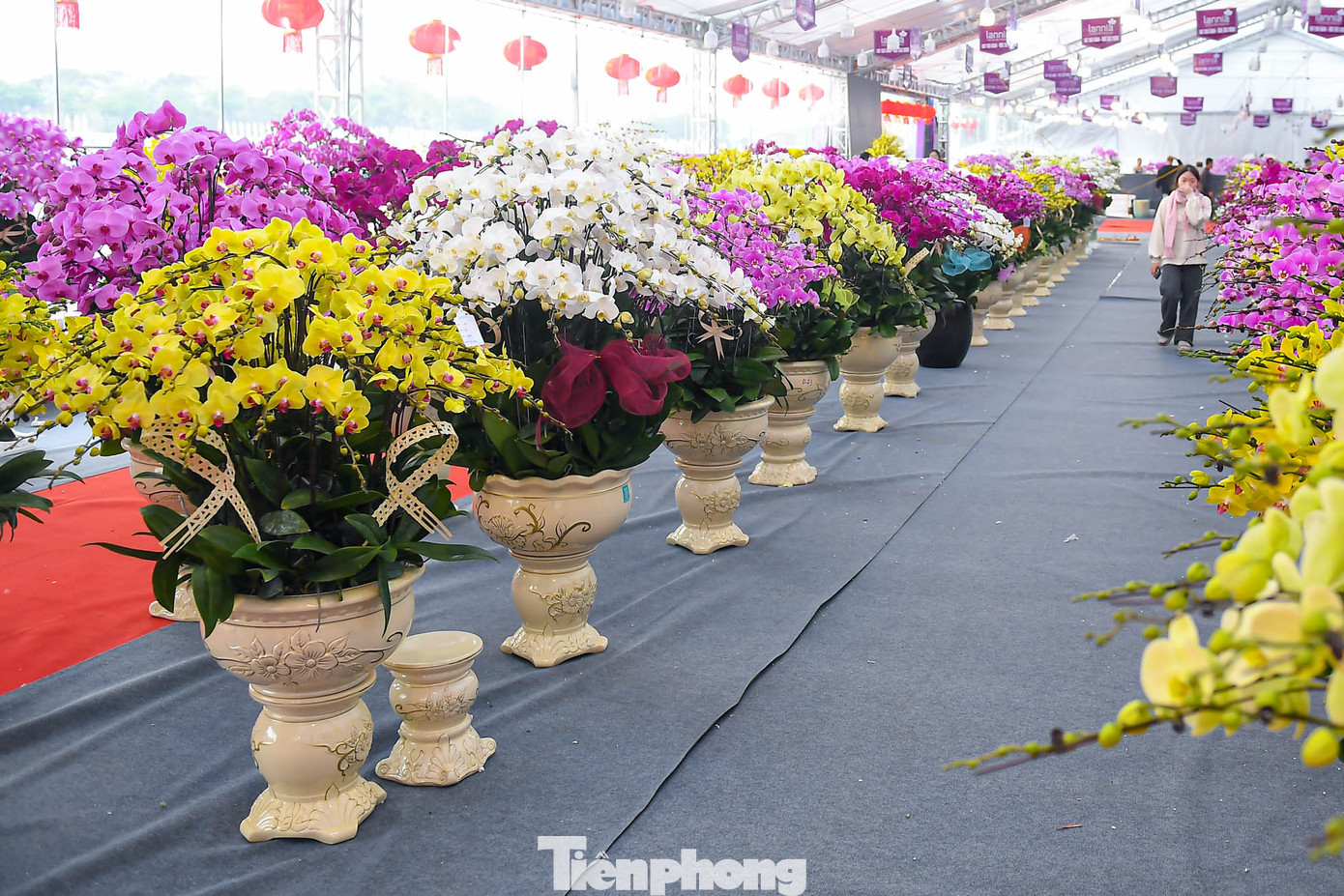 Ngoài cây khủng với giá hơn 3.8 tỷ đồng. Nhiều chậu lan giá dao động từ 10 triệu đến hơn 100 triệu đồng cũng được trưng bày. Ngoài cây khủng với giá hơn 3.8 tỷ đồng. Nhiều chậu lan giá dao động từ 10 triệu đến hơn 100 triệu đồng cũng được trưng bày.