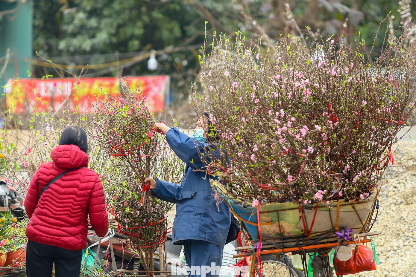 Một xe chở đầy đào cành, đào dăm bán trên đường Âu Cơ.