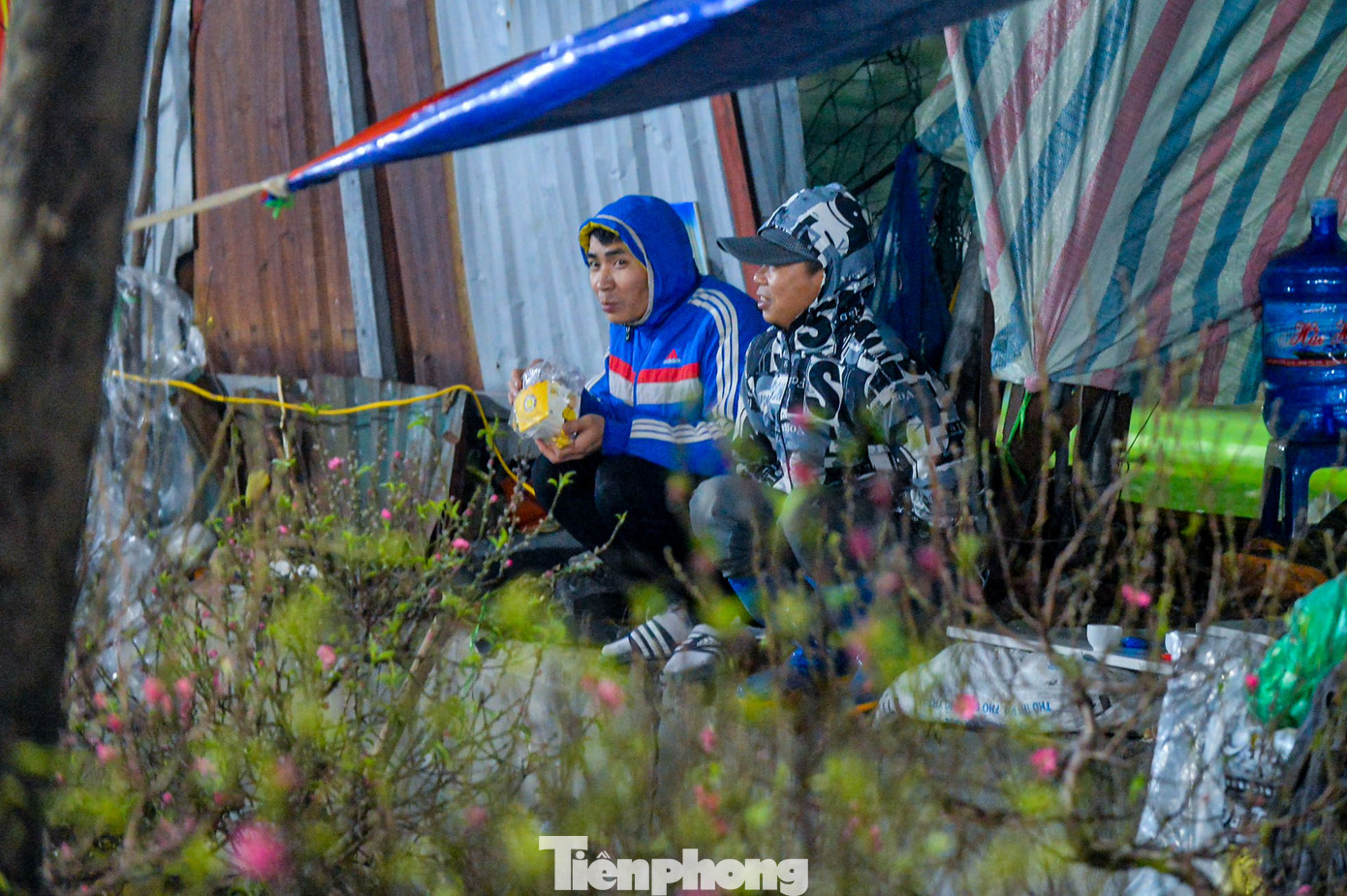 Tiểu thương ngồi co ro dưới cái lạnh cắt da cắt thịt, canh hàng trăm cành đào trên đường Lạc Long Quân (Hà Nội).