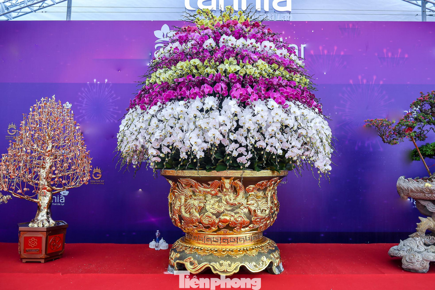 Xuất hiện tại thị trường hoa ở Hà Nội, chậu lan có tên "Cửu Long Tranh Châu” ghép bởi 2.686 cành lan hồ điệp, chậu mạ vàng 24K có giá 3,868 tỷ đồng đang thu hút sự chú ý của nhiều khách hàng. Xuất hiện tại thị trường hoa ở Hà Nội, chậu lan có tên "Cửu Long Tranh Châu” ghép bởi 2.686 cành lan hồ điệp, chậu mạ vàng 24K có giá 3,868 tỷ đồng đang thu hút sự chú ý của nhiều khách hàng.