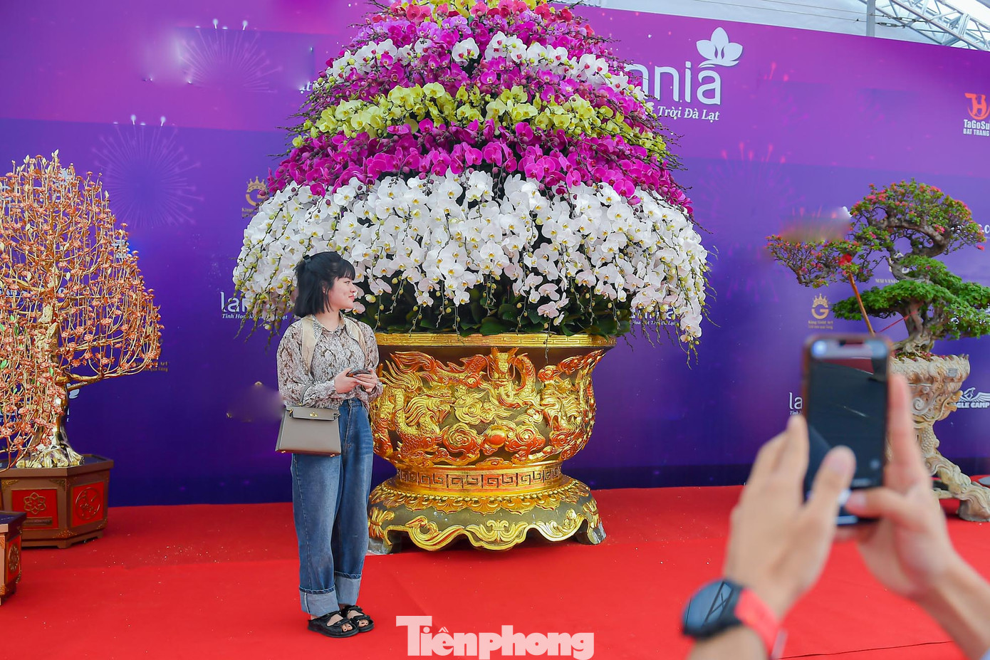 Độ "khủng" của chậu lan, đã thu hút nhiều người lưu giữ lại khoảnh khắc đáng nhớ. Độ "khủng" của chậu lan, đã thu hút nhiều người lưu giữ lại khoảnh khắc đáng nhớ.