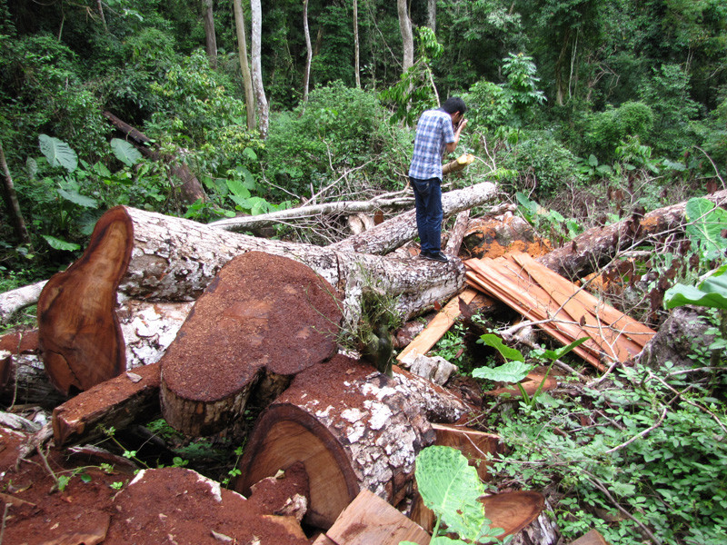 Gỗ nghiến bị tàn phá ở VQG Ba Bể. Ảnh: Tuấn Nguyễn