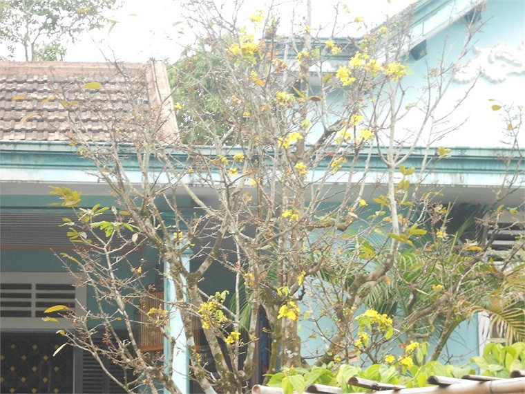 Cận cảnh mai vàng gần 100 năm tuổi khoe sắc nắng vàng