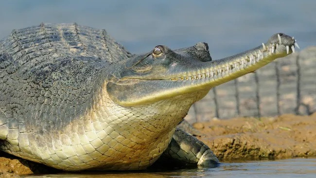 Cá sấu Gharial tách khỏi các loài cá sấu khác cách đây hơn 40 triệu năm. (Ảnh: RichLindie)