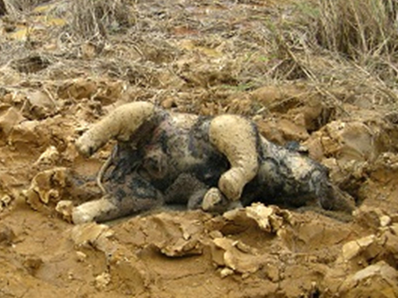 Xác voi con tại Vườn Quốc gia Yók Đôn. Xác voi con