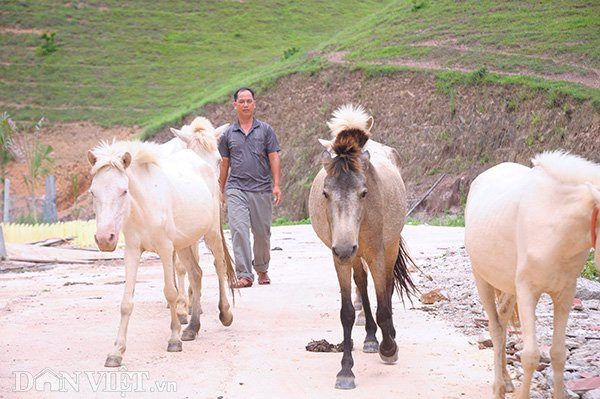 Bất ngờ đàn ngựa bạch 1.700 con lớn nhất Việt Nam ảnh 6