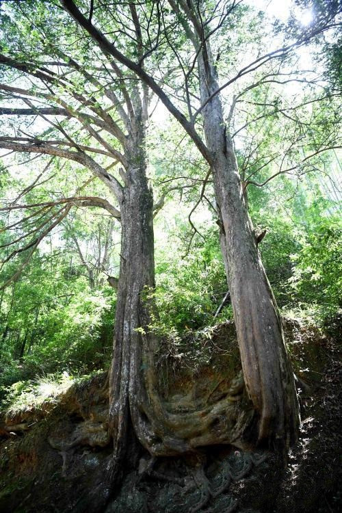 Cụ cây thông đỏ 'thành tinh', hơn 450 tuổi vẫn 'quấn quýt' gây sốc ảnh 1