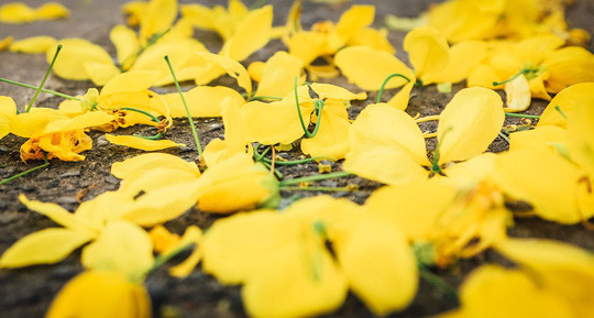 Ngắm vẻ đẹp xao xuyến của muồng hoàng yến bên hồ Tây ảnh 5