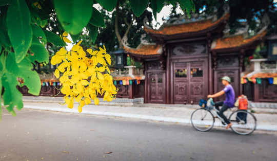 Ngắm vẻ đẹp xao xuyến của muồng hoàng yến bên hồ Tây ảnh 1