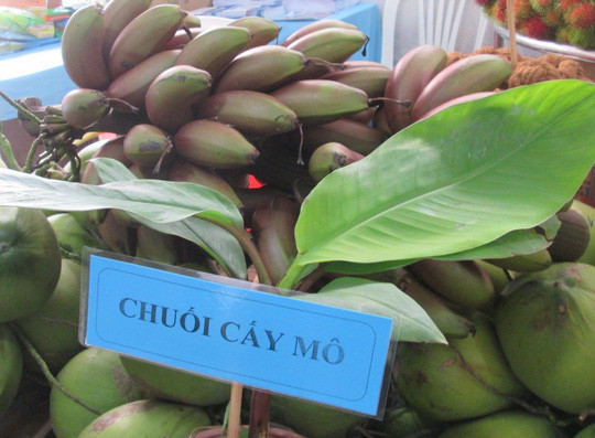 Thực hư về loại chuối đỏ 300.000 đồng/kg ảnh 4