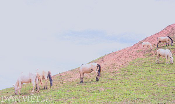 Bất ngờ đàn ngựa bạch 1.700 con lớn nhất Việt Nam ảnh 8