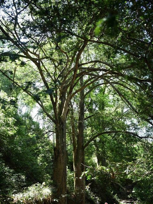 Cụ cây thông đỏ 'thành tinh', hơn 450 tuổi vẫn 'quấn quýt' gây sốc ảnh 3