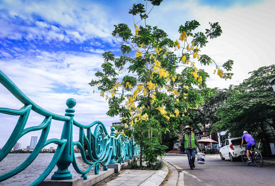 Ngắm vẻ đẹp xao xuyến của muồng hoàng yến bên hồ Tây ảnh 2